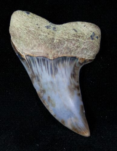 Mako Shark Tooth Fossil - Sharktooth Hill, CA #12552